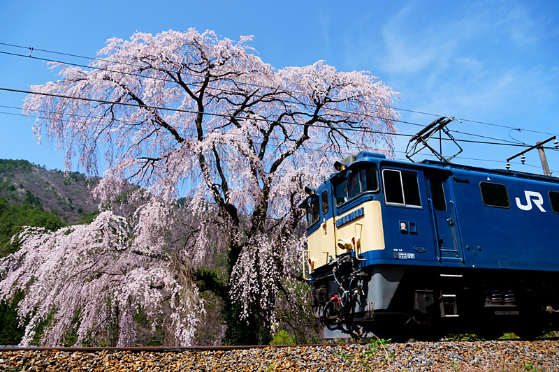 額縁YATAYA・廃盤・桜の大木・値下げ 額縁YATAYA・廃盤・桜の