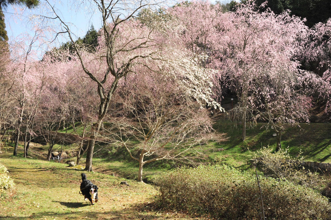 世羅のしだれ桜とロジャー21 その 対岸の桜の中で Reon With Lr Roses