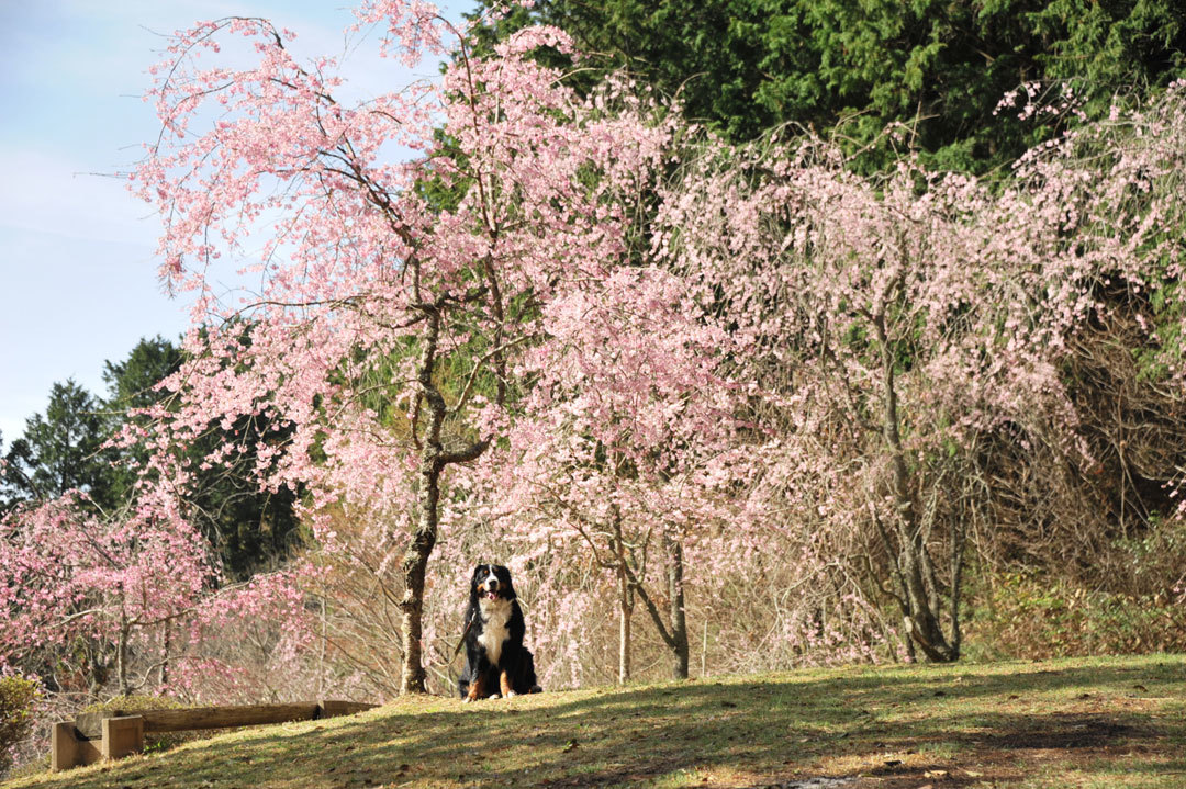 世羅のしだれ桜とロジャー21 その 対岸の桜の中で Reon With Lr Roses