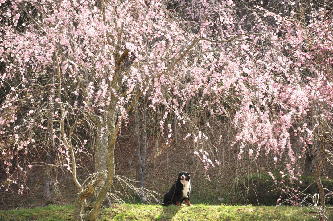 世羅のしだれ桜とロジャー21 その 枝垂れ桜 しだれ桜 しだれざくら Reon With Lr Roses