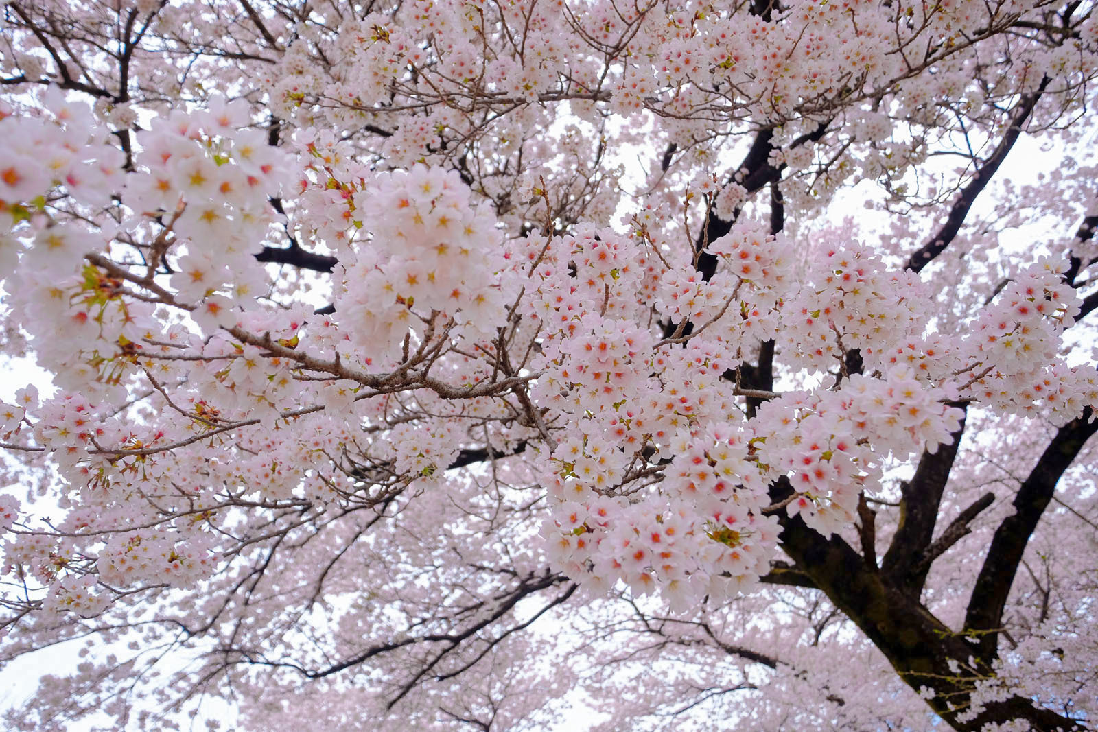 眞原桜並木 7 Luz E Sombra 眞原桜並木 7 Luz E Sombra