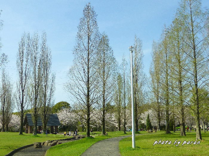 桜開花と芽吹きの季節_c0137342_20100687.jpg