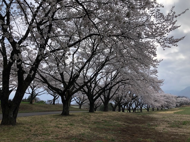 あっちもこっちも満開です♪_f0019247_16063936.jpg