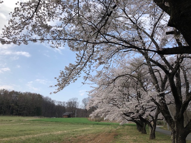 あっちもこっちも満開です♪_f0019247_16064758.jpg