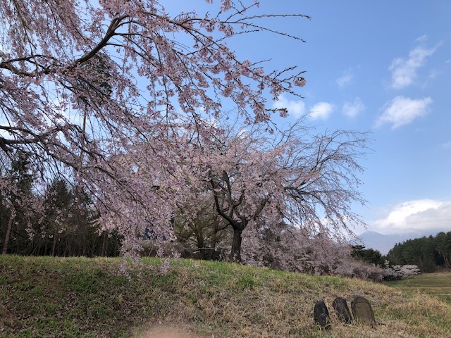 あっちもこっちも満開です♪_f0019247_16070065.jpg
