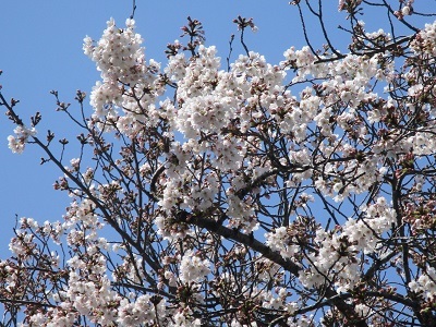 2021年の桜(1)-水門川沿い-_f0197754_00165018.jpg