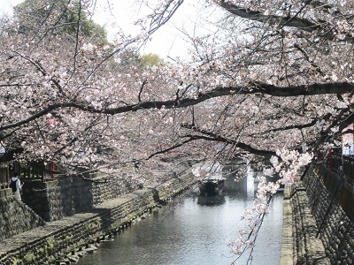 2021年の桜(1)-水門川沿い-_f0197754_00165531.jpg