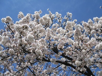 2021年の桜(1)-水門川沿い-_f0197754_00165983.jpg