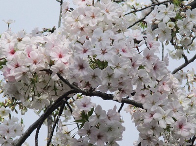 2021年の桜(1)-水門川沿い-_f0197754_00215509.jpg