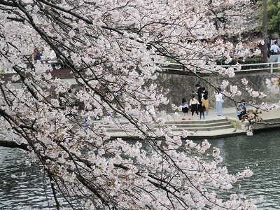 2021年の桜(1)-水門川沿い-_f0197754_00215806.jpg