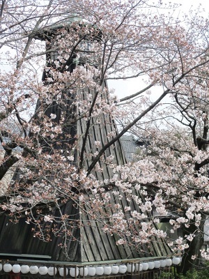 2021年の桜(1)-水門川沿い-_f0197754_00220596.jpg