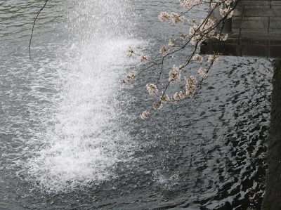 2021年の桜(1)-水門川沿い-_f0197754_00220883.jpg