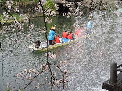 2021年の桜(1)-水門川沿い-_f0197754_00221096.jpg