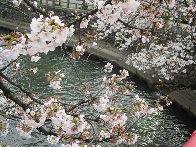 2021年の桜(1)-水門川沿い-_f0197754_00222053.jpg