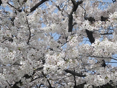 2021年の桜(1)-水門川沿い-_f0197754_00252672.jpg