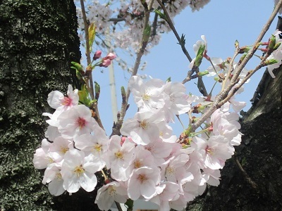 2021年の桜(1)-水門川沿い-_f0197754_00252986.jpg