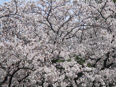 2021年の桜(1)-水門川沿い-_f0197754_00253875.jpg