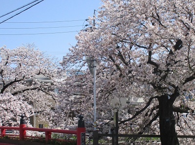 2021年の桜(1)-水門川沿い-_f0197754_00353049.jpg