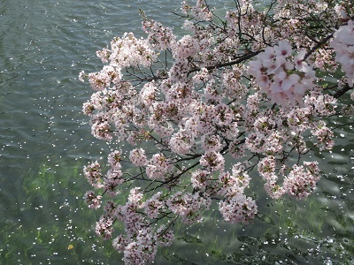 2021年の桜(1)-水門川沿い-_f0197754_00353311.jpg