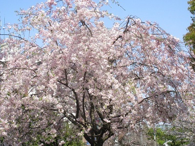 2021年の桜(1)-水門川沿い-_f0197754_00373630.jpg