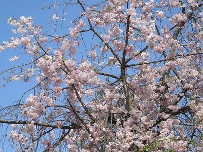 2021年の桜(1)-水門川沿い-_f0197754_00373971.jpg