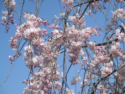 2021年の桜(1)-水門川沿い-_f0197754_00374148.jpg