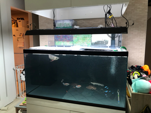 1200×900×600水槽設置 : こにおのぴよりうむ 1200×900×600水槽設置 : こにおのぴよりうむ
