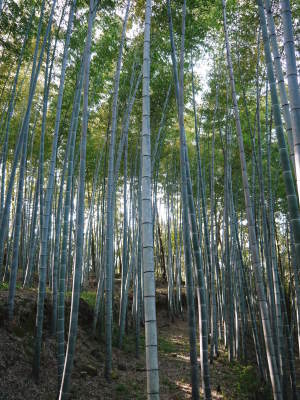 幻の白い『長生たけのこ』令和3年の出荷スタート!収穫の様子を現地取材(前編:長生たけのこの3つの条件)_a0254656_17034712.jpg