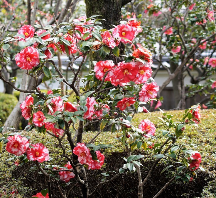 菊政酒造記念館の椿_b0063958_22141210.jpg