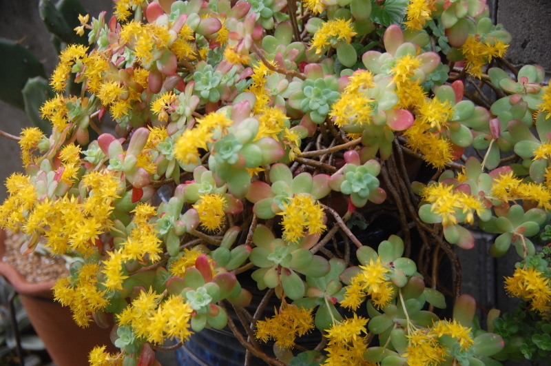 種まきと球根植え付け・・・我が家の花壇_c0108460_16215717.jpg