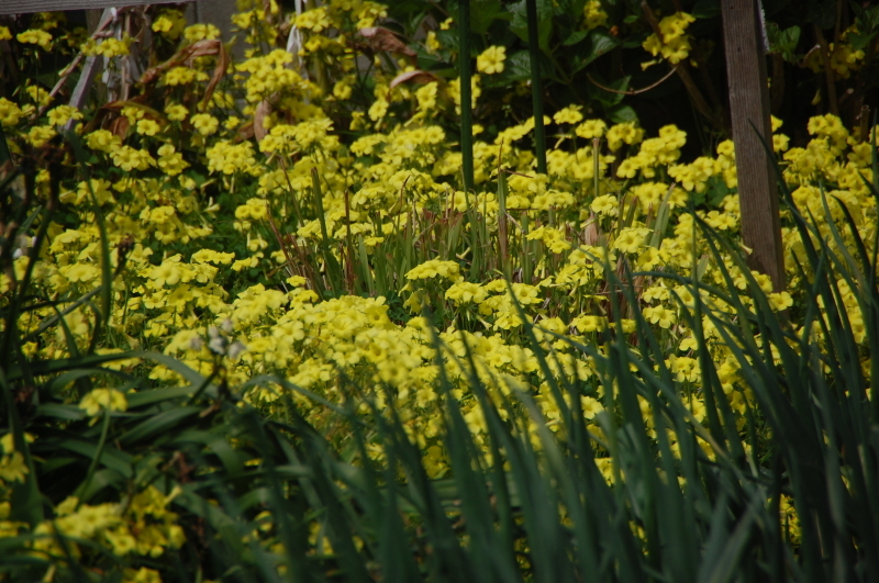 種まきと球根植え付け・・・我が家の花壇_c0108460_16230444.jpg