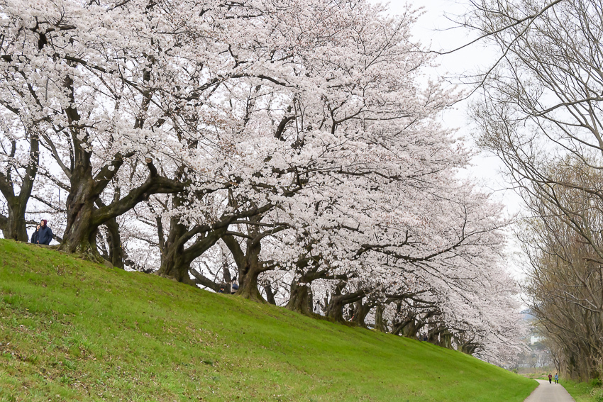 桜の散歩道_e0344066_13070088.jpg