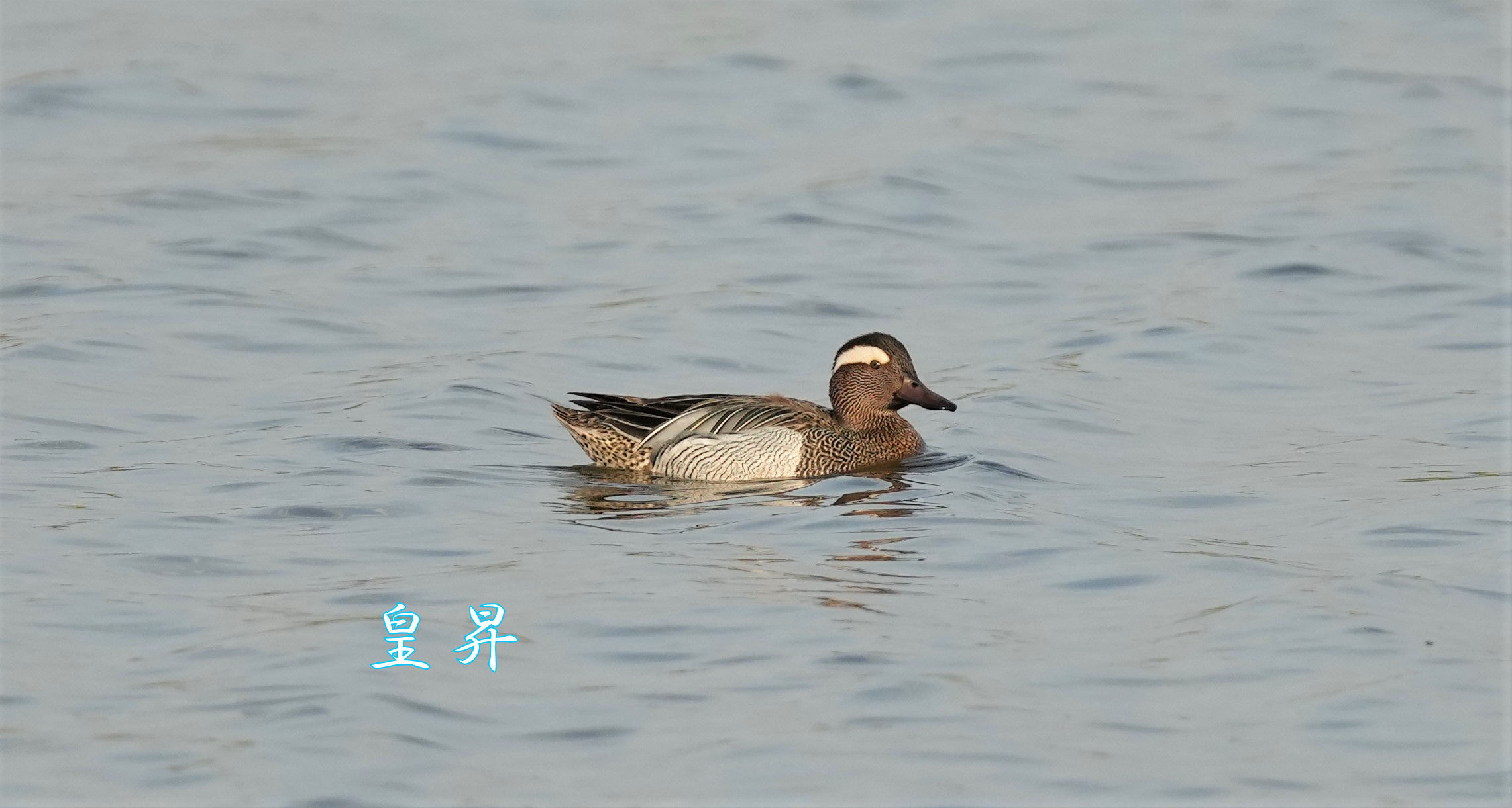 とても綺麗な水鳥です。誠_d0370867_18560721.jpg