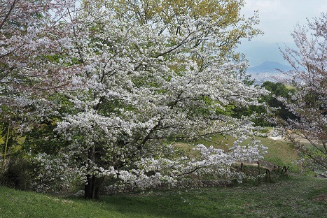 全山のしだれ桜模様　　善峯寺_c0303868_17254239.jpg