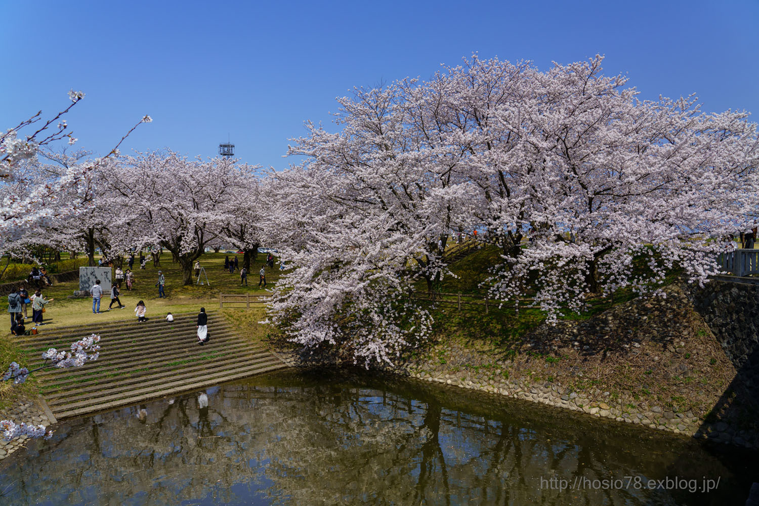 桜満開 デジタルで見ていた風景
