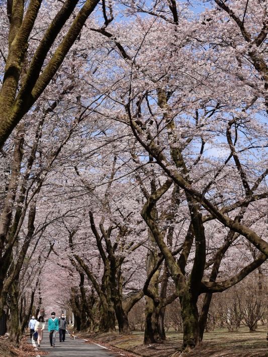 桜だより(14) ～わ鉄撮影の帰り道で～ (2021/3/29撮影)_b0369971_14213146.jpg