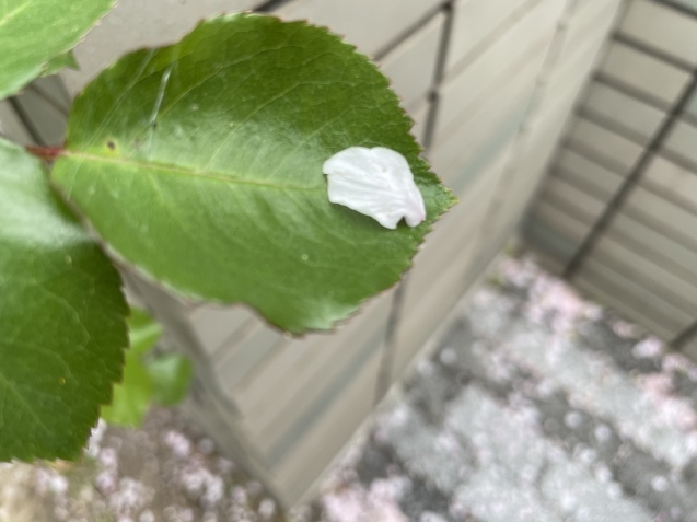 箱庭の静かな声、のお話。_a0394574_22151121.jpeg