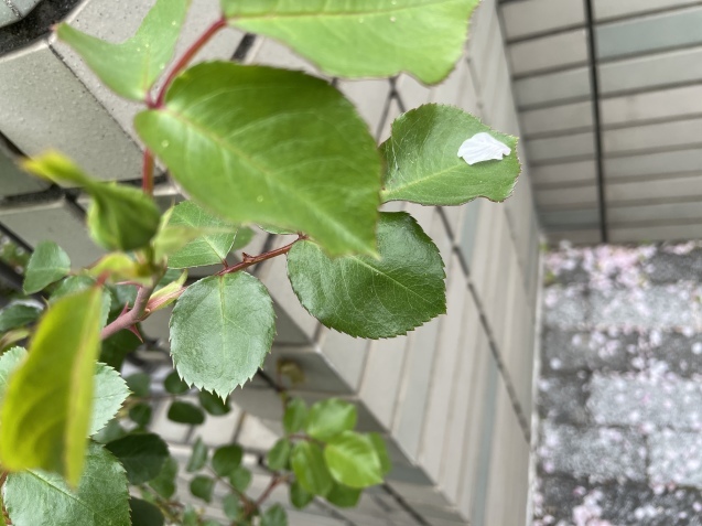 箱庭の静かな声、のお話。_a0394574_22161517.jpeg