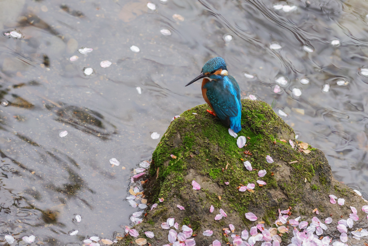 桜カワセミ_a0052080_20022629.jpg