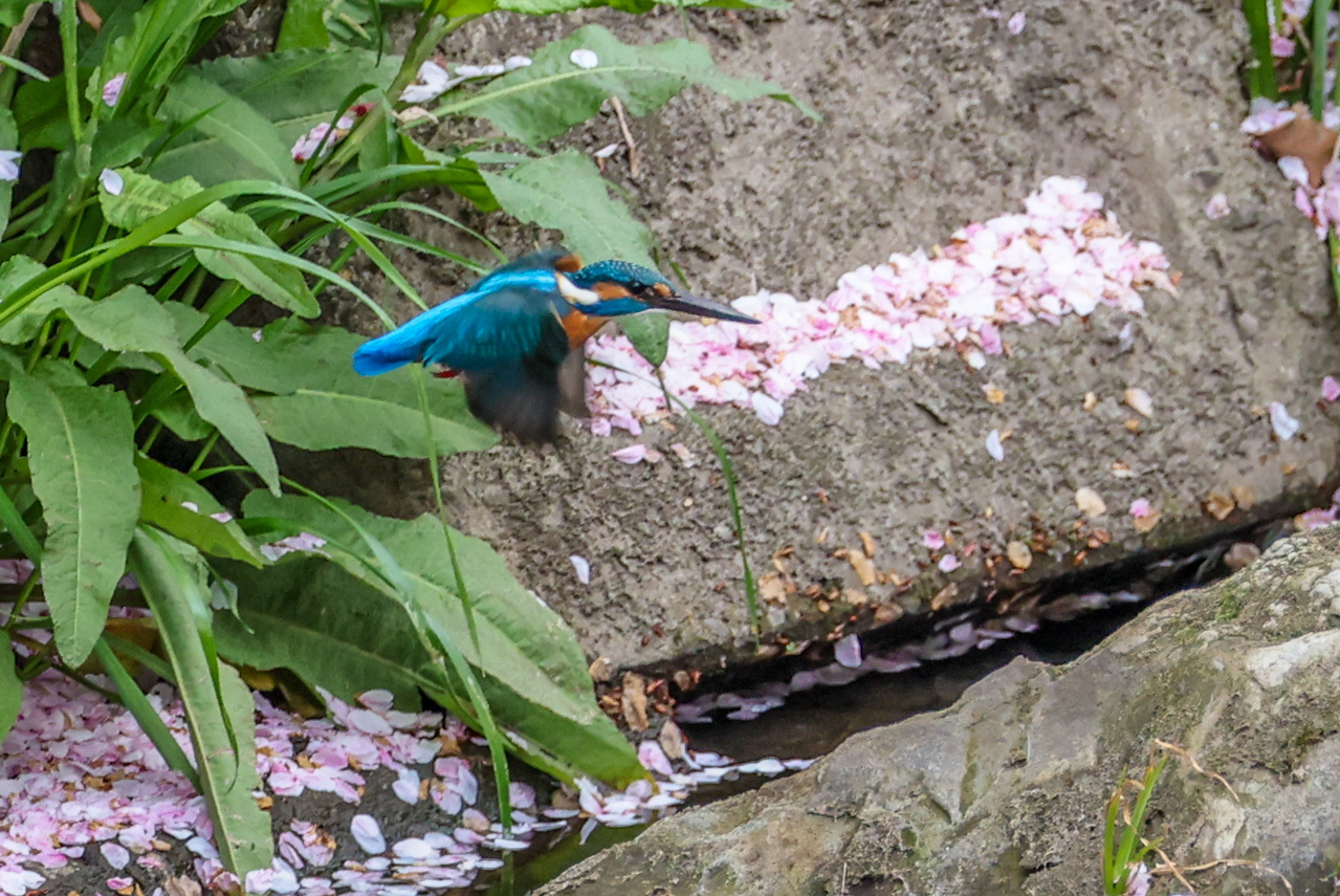 桜カワセミ_a0052080_20062903.jpg