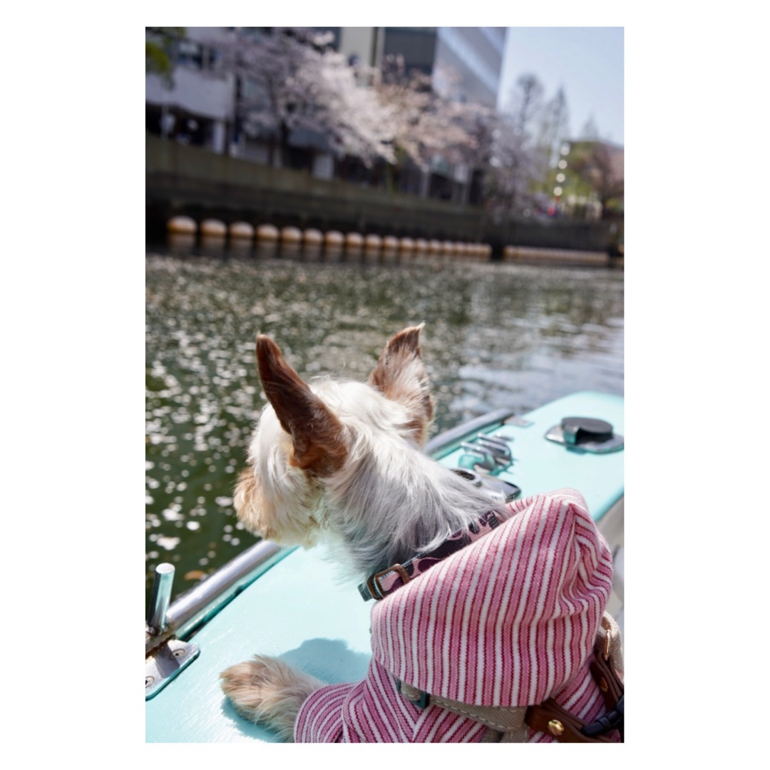 お花見クルーズ_e0156083_09481756.jpeg