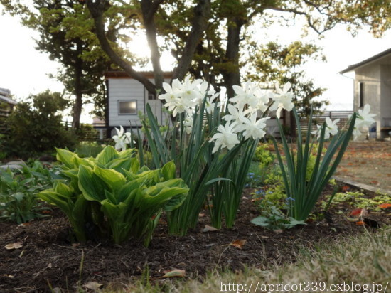 庭に咲いた宿根草と球根の花 21年4月上旬 シンプルで心地いい暮らし 庭に咲いた宿根草と球根の花 21年4月上旬 シンプルで心地いい暮らし
