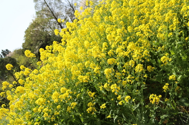 「6年生を送り出す会にお花見ピクニック」_c0128489_22403631.jpeg