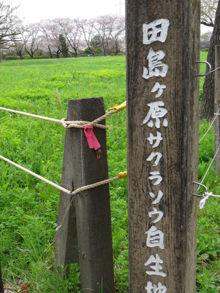 SAKURA ×２_b0234690_15035320.jpg