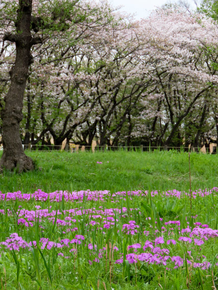 SAKURA ×２_b0234690_15042675.jpg