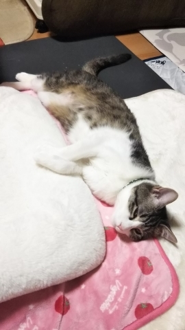 今日のみやこ。イヤイヤ期。_a0105396_00052756.jpg