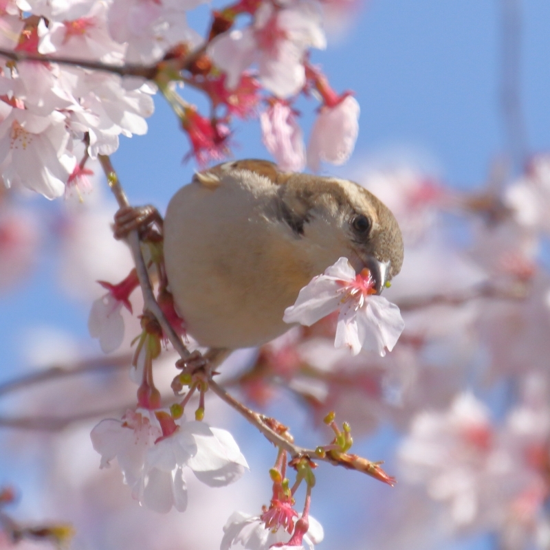 今シーズン最後 花ラッパ 花カルメンの ド アップ写真 旅プラスの日記 今シーズン最後 花ラッパ 花カルメンの ド アップ写真 旅プラスの日記