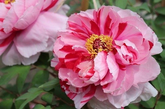もう一度野島 旧伊藤博文金沢別邸の牡丹園へ 21 04 04 フランス語と 鎌倉と 私と