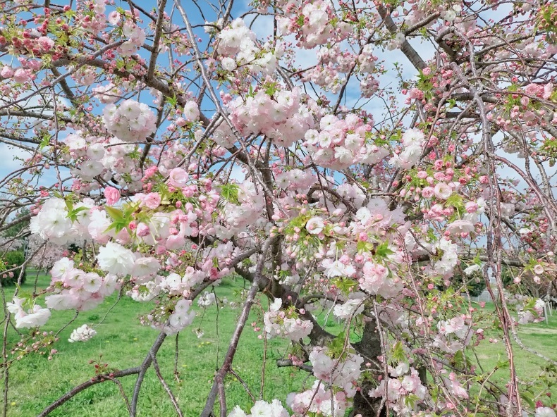 松月桜は花びらが可愛いね 舎人公園 私の心の日記箱 Vol 0
