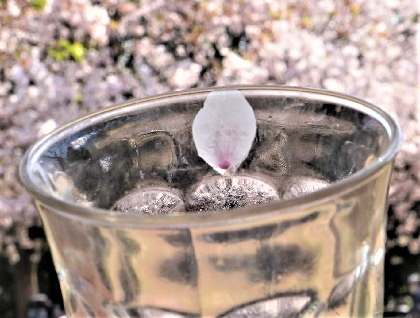 乾杯のグラスの縁に花ひとひら_f0006713_12271849.jpg